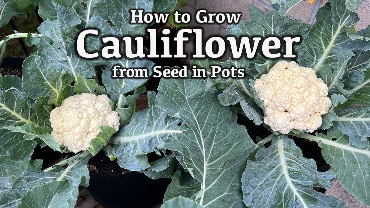 How to Grow Cauliflower from Seed in Containers - From Seed to Harvest | Easy Planting Guide