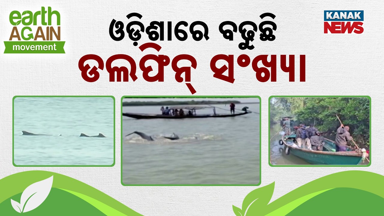 Odisha Dolphin Count Increases: Why Cleanliness Is Essential For Our Ecosystem | Punascha Pruthibi