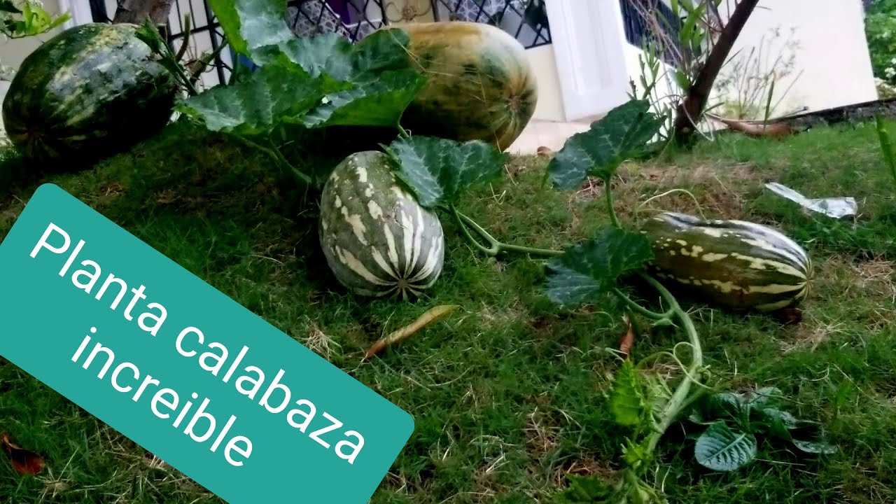 COMO SEMBRAR AHUYAMA O CALABAZAS  QUE TENGAN MUCHOS FRUTOS Y CONSEGUIR DINERO EXTRA