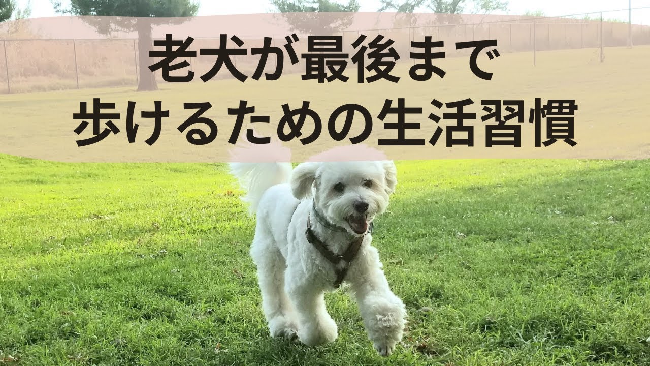 老犬が最後まで歩けるための生活習慣 How to Help Your Older Dog Keep Walking