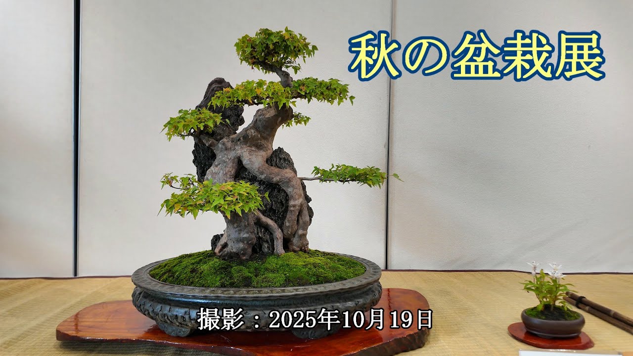 秋の盆栽展 = 主催：むさしの盆栽同好会 = [4K] Autumn Bonsai Exhibition = Organized by: Musashino Bonsai Club =