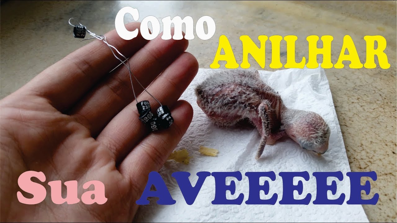 Como Anilhar os Filhotes - Calopsita, Agapornis,Periquitos,Etc...