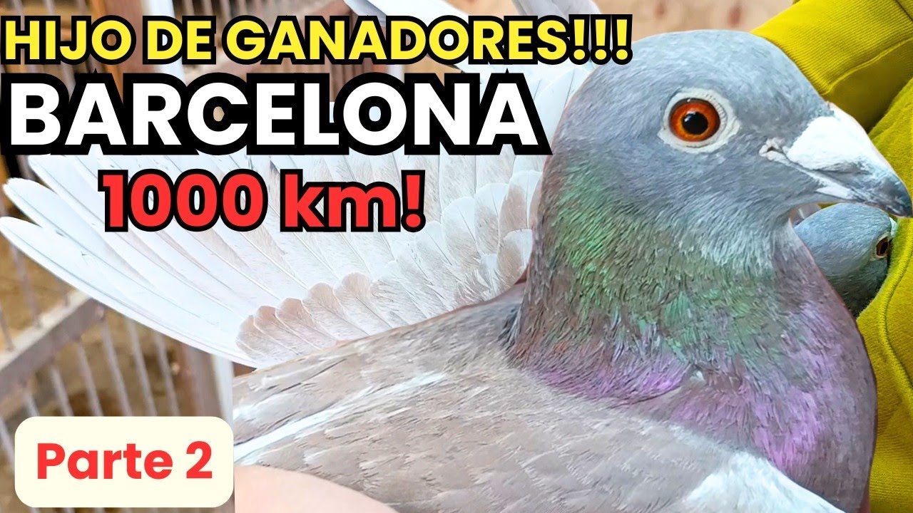 LAS MEJORES PALOMAS DEL MUNDO EN ARGENTINA PARTE 2!!! Pichu Doellinger 2