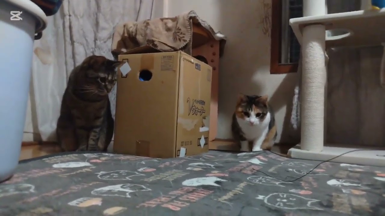 子猫成長日記1006　これは保護猫のドキュメンタリー動画です(笑)　外気温が高いと室温も暖まって良く動くな(笑)　動物は気温の質に敏感なんだな(笑)