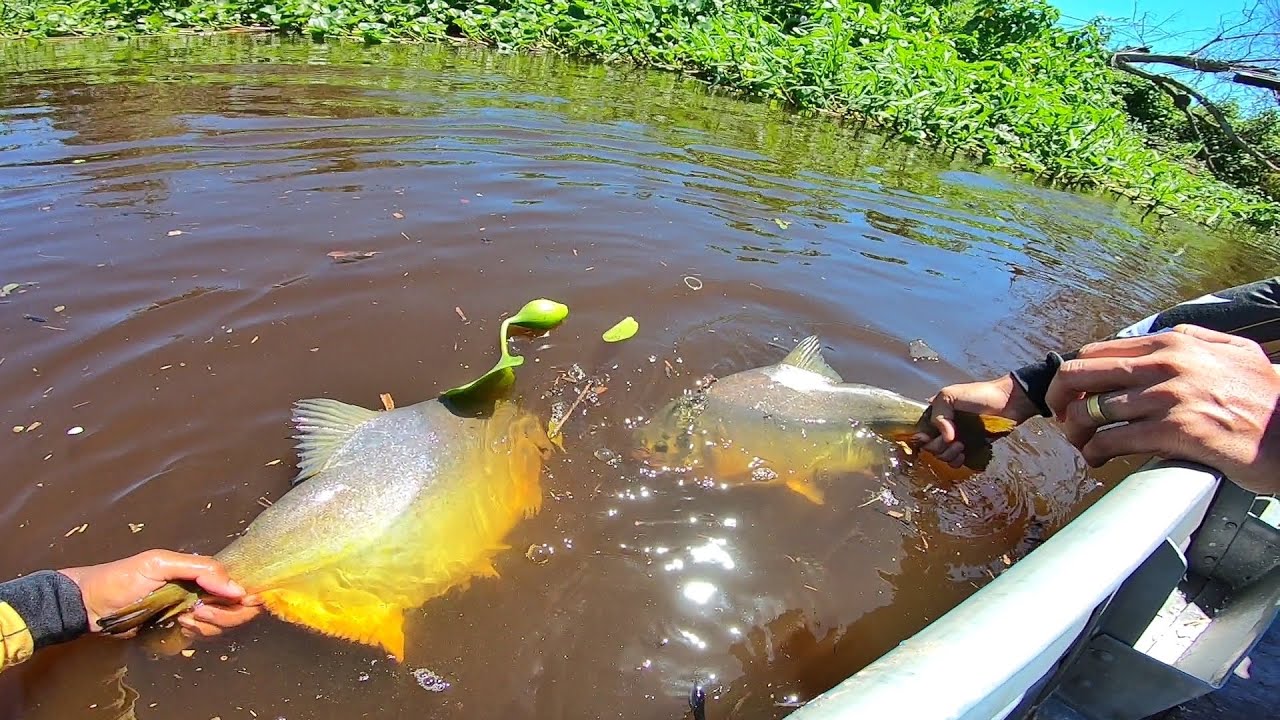 Só saiu os monstro! Pescaria no pantanal