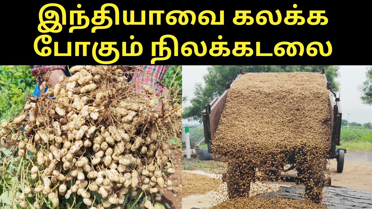 இயற்கை நிலக்கடலை செடி வளர்ப்பது எப்படி? கிர்னார் 5 |How to Grow groundnut/peanut Plant from seed