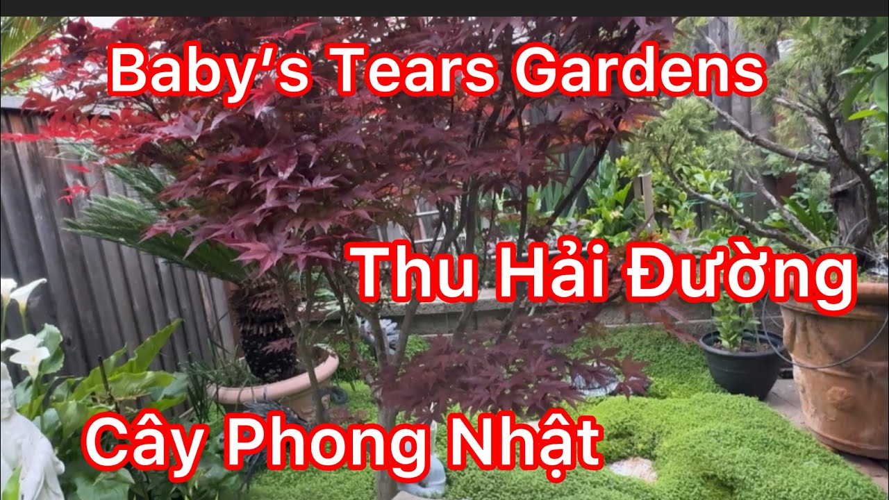 Vlog 1125: 3 Loại Cây Lá Bông Cỏ -Cây Phong Nhật,Thu Hải Đường, Baby’s Tears Rất Đẹp Cho Khu Vườn