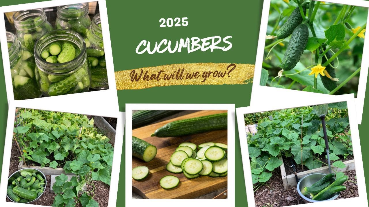 Best Cucumbers for 2025!