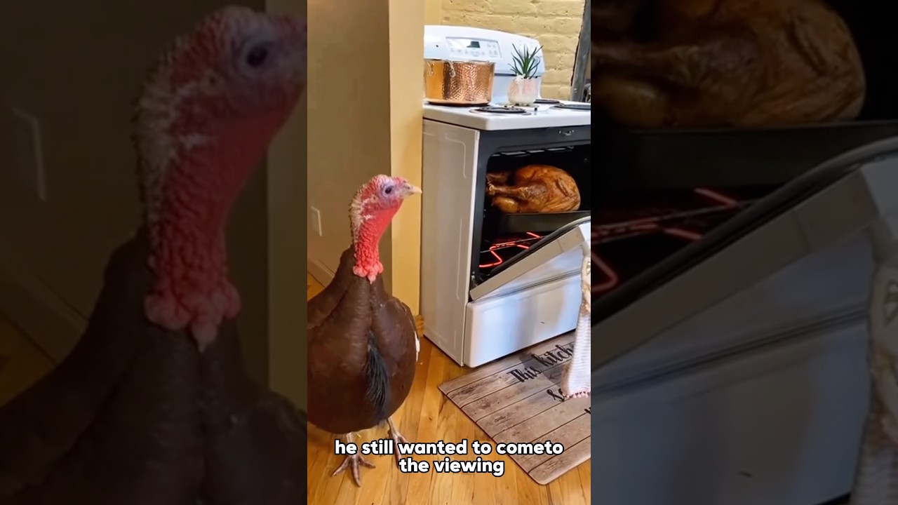 When the Turkey Talks Back 😭🦃 