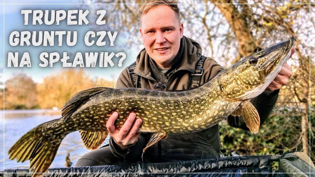 Trupek z gruntu czy na spławik? Jak złowić SZCZUPAKA? Szczupak na trupka. Szczupak w ziemie.