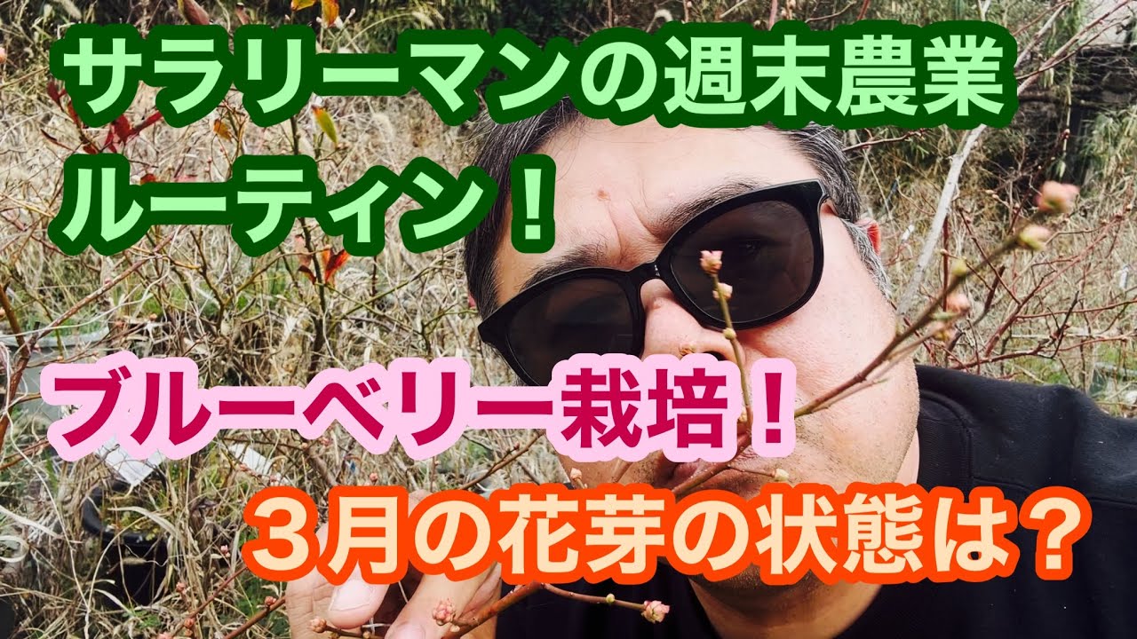 サラリーマンの週末農業ルーティン！ブルーベリー栽培！３月の花芽の状態は？