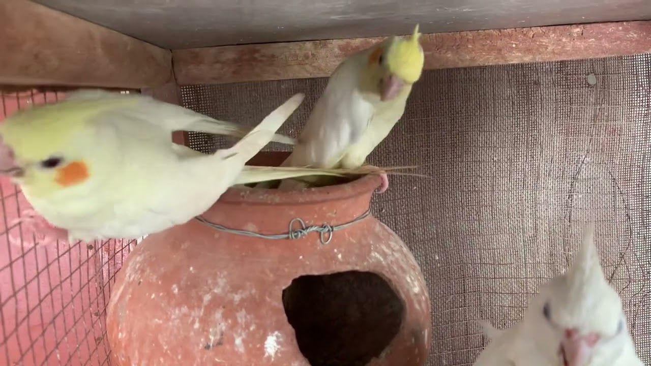 Beautiful Cocktail Singing sounds // Chiriping sounds