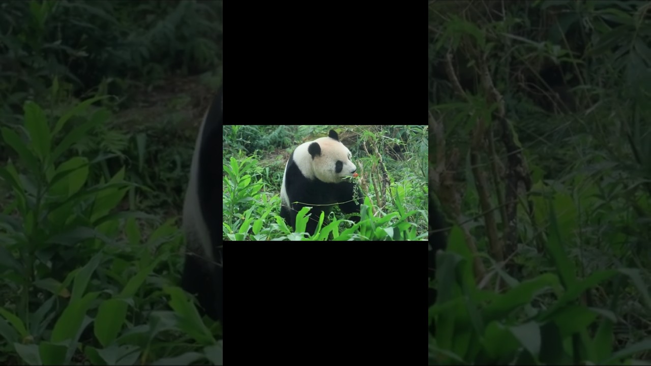 20241230 圓仔滿場找果果 樹梢枝頭不錯過 Giant Panda Yuan Zai 