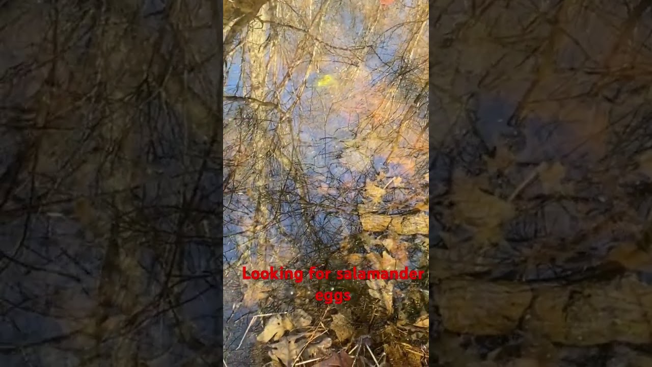 Looking for spotted salamander eggs 