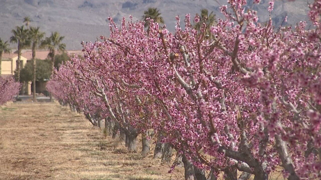 Increased pollen is good news for bees, bad news for allergy sufferers