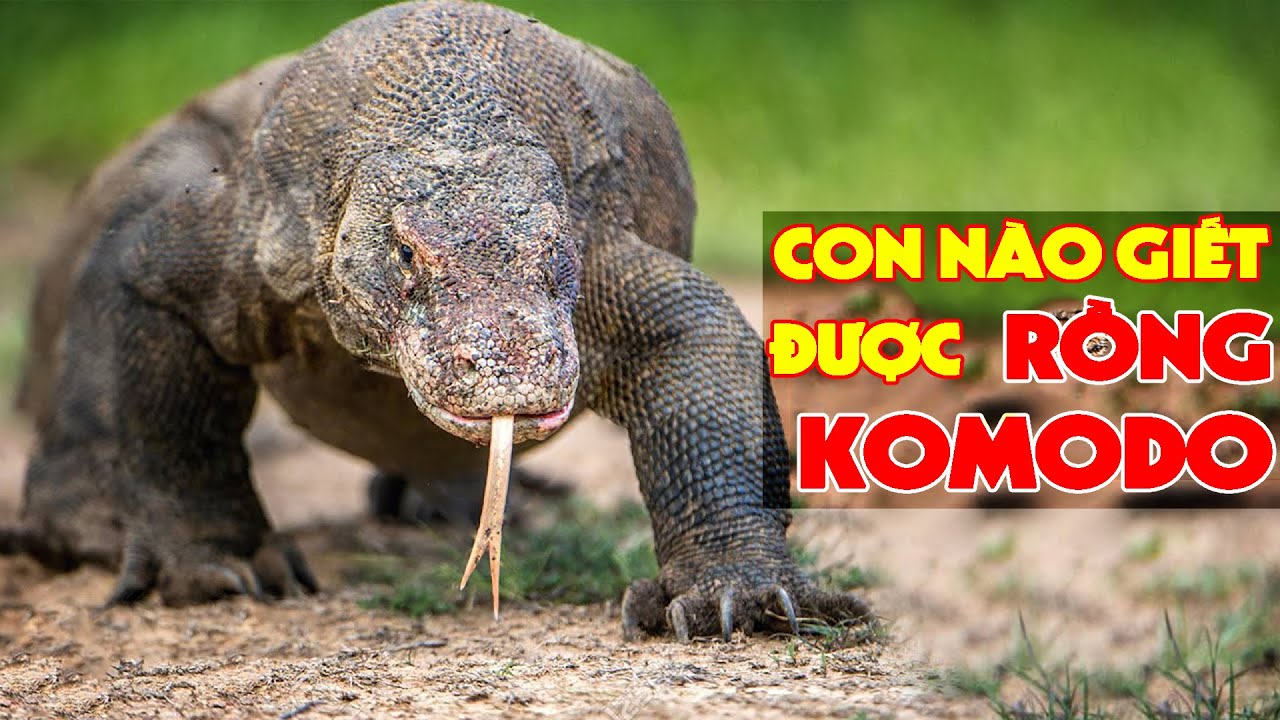 6 Lo&agrave;i Động Vật C&oacute; Thể Đ&aacute;nh Bại Rồng Komodo | H&oacute;ng Kh&aacute;m Ph&aacute;