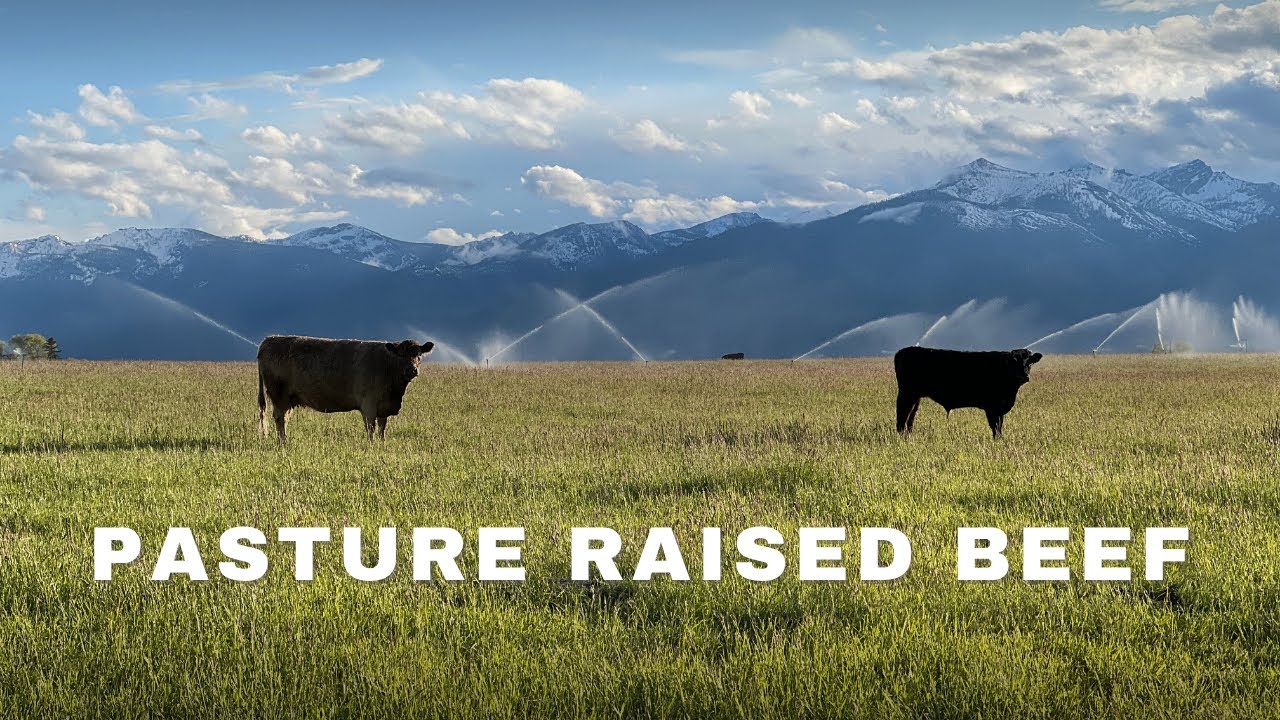 Pasture raised & apple-fed in Montana | Join the beef waitlist