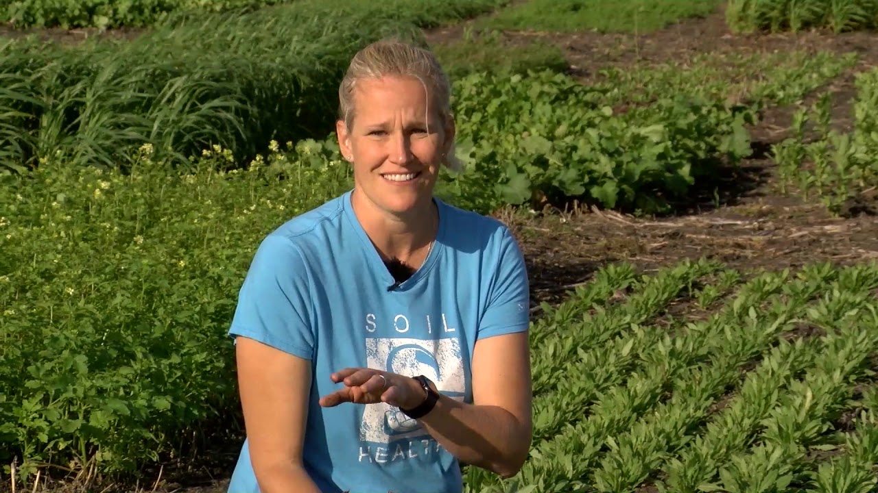 Soil Health Minute: Winter Camelina
