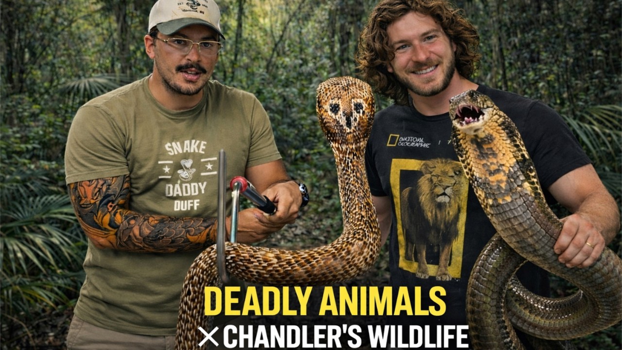 Самые безумные кобры в @ChandlersWildLife!?!?