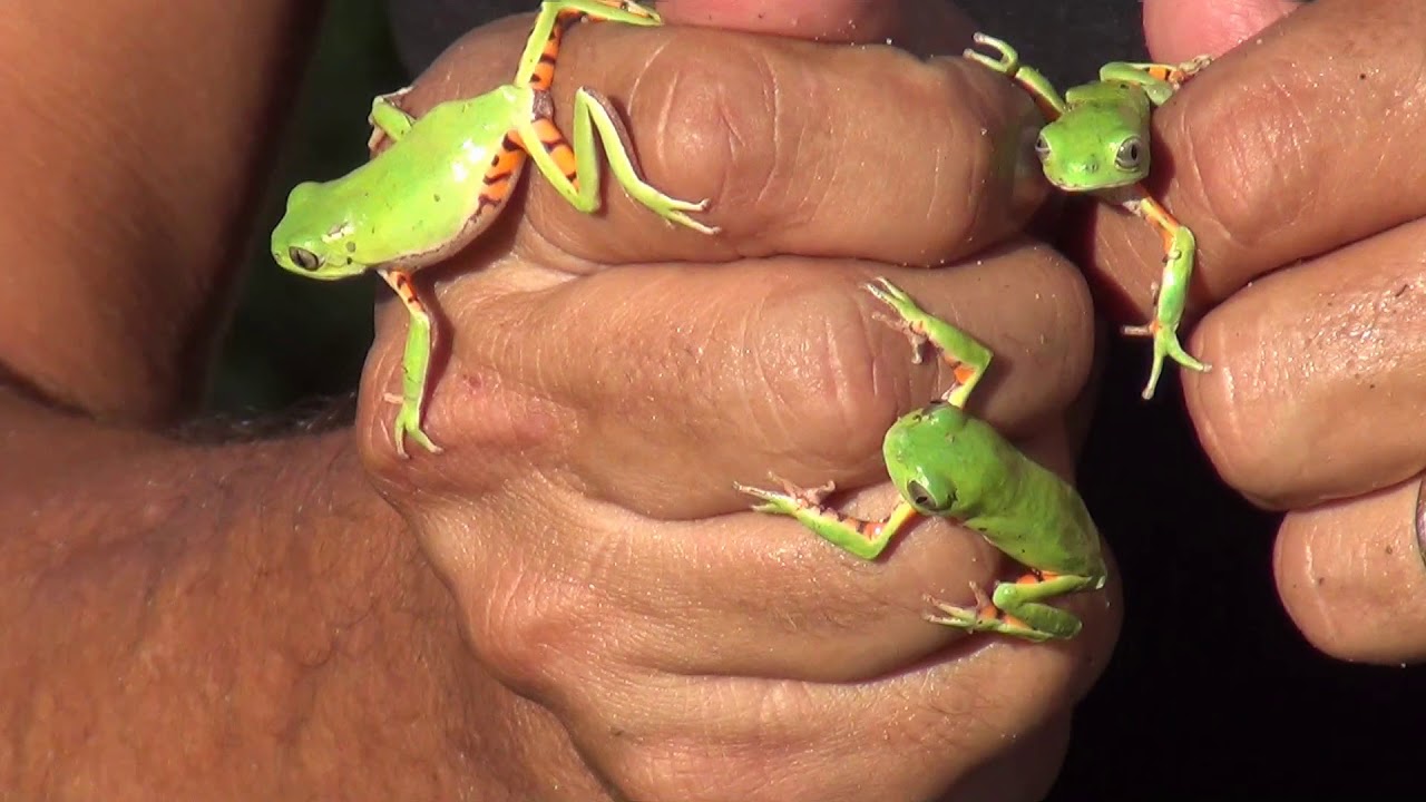 PERERECAS VERDES ENCANTAM O REI DAS SERPENTES