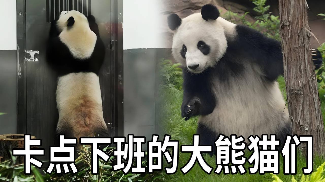 盘点那些卡点下班的大熊猫！真的是一分钟班都不想加，动作灵敏程度堪称一绝！【你好大熊猫】