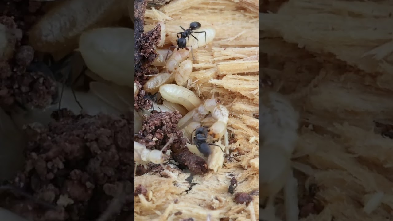 Hormigas vs termitas 