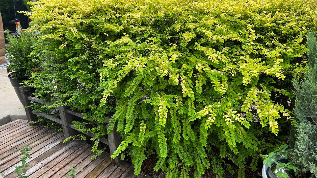 Tree Forming Sunshine Ligustrum | Trimming Crape Myrtle and shrubs