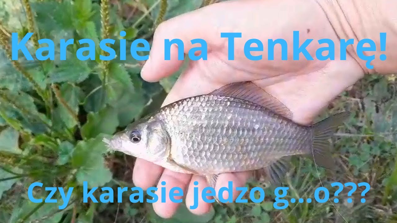 Karasie na Tenkarę! Czy karasie jedzo g...o???