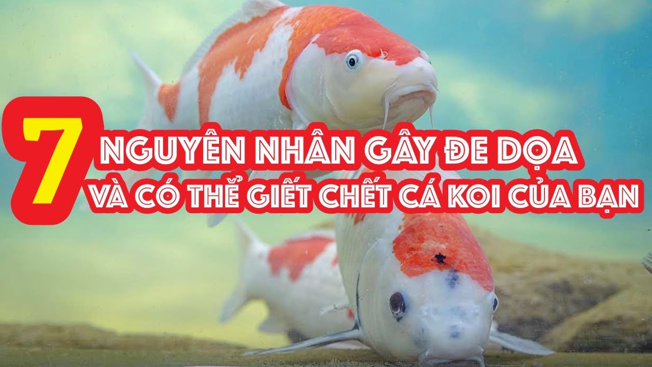 7 Nguyên Nhân Gây Đe Dọa Và Có Thể Giết Chết Cá Koi Của Bạn | Có Thể Bạn Chưa Biết ? #hocakoi #hokoi