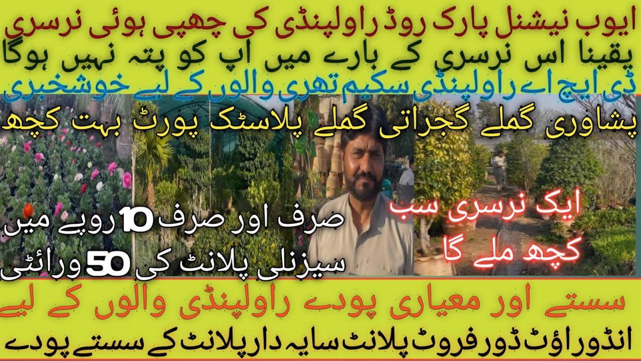 Hidden nursery in Rawalpindi | fruit plants indoor/outdoor cheapest price/ seasonal plant only 10 Rs