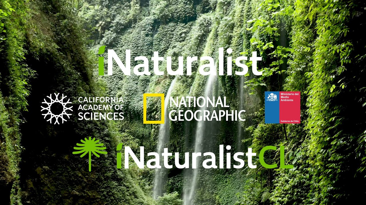 iNaturalist: ¿Como descargar datos?