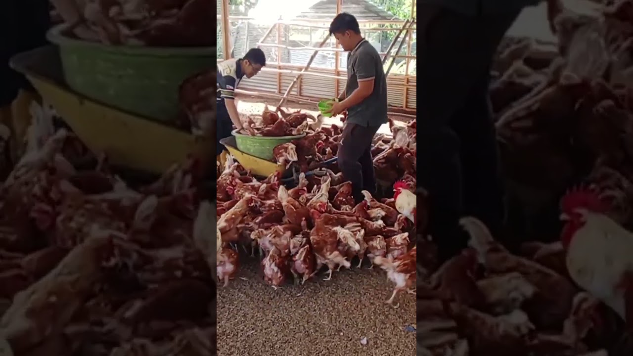 ladang ayam penelur #ayampetelur #short