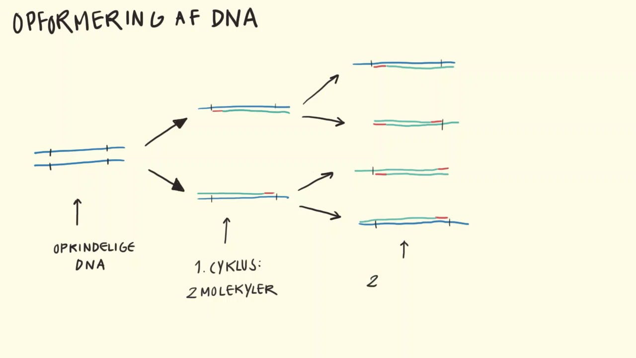 Metoder - PCR | Biotech Academy