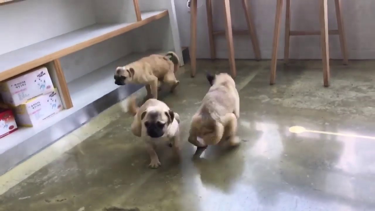 5 pugs rescued from Korean puppy mill: damaged kneecaps