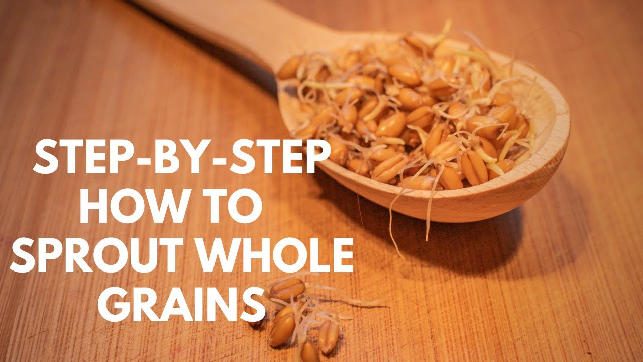 Sprouting Grains 101- Your Complete Guide