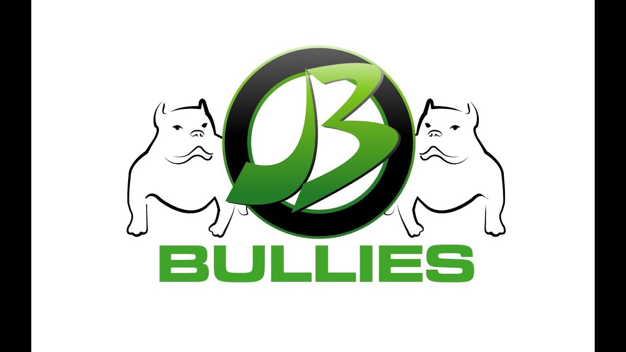 WWW.JBBULLIES.COM-AMERICAN BULLY PRIME POSING FOR THE CAMERA
