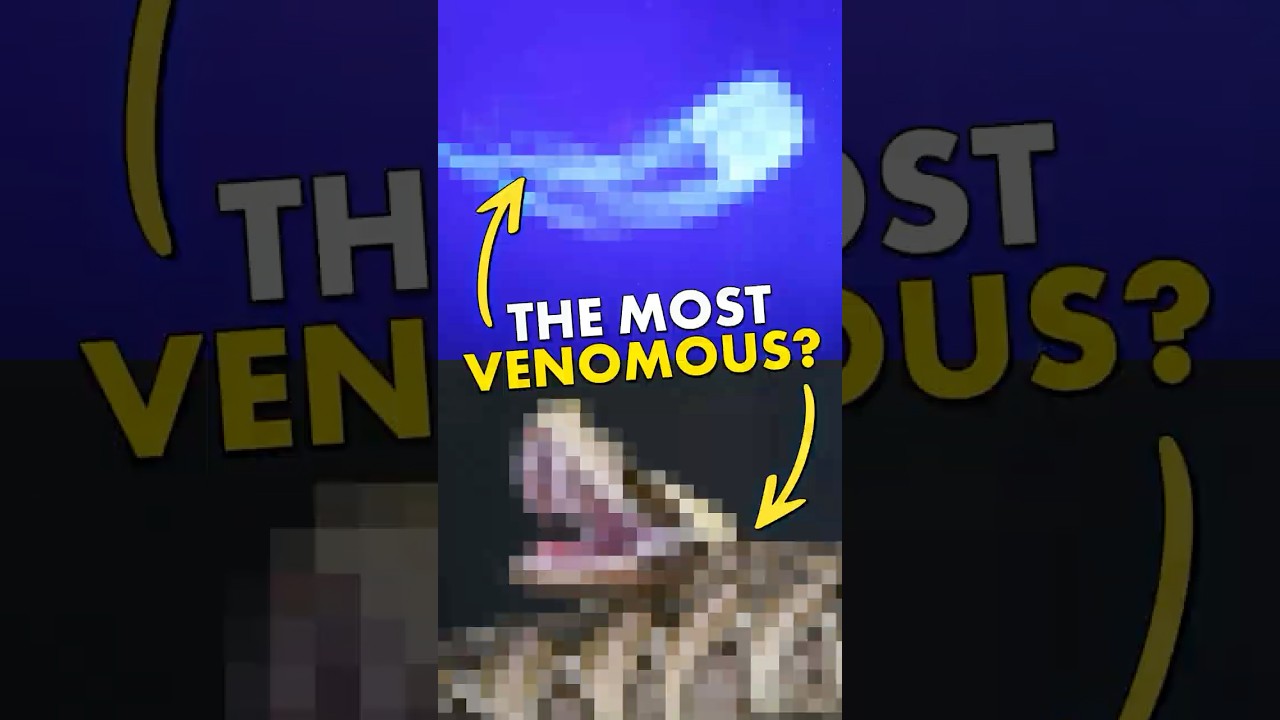 What&rsquo;s ACTUALLY the most venomous animal?
