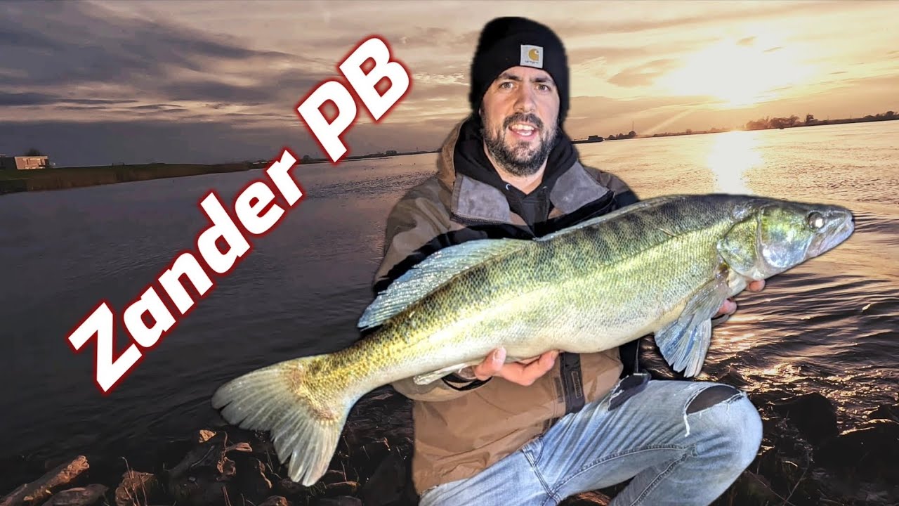Zander PB beim Angeln in der Dämmerung! 83cm Traumfisch aus NL