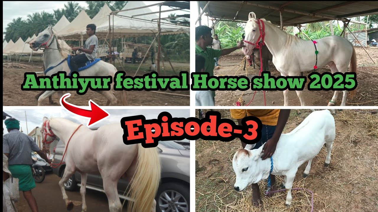 அந்தியூர்|குருநாதசாமி தேர் திருவிழா|கலை கட்டிய குதிரை மாட்டுச்சந்தை|2025|Episode -3
