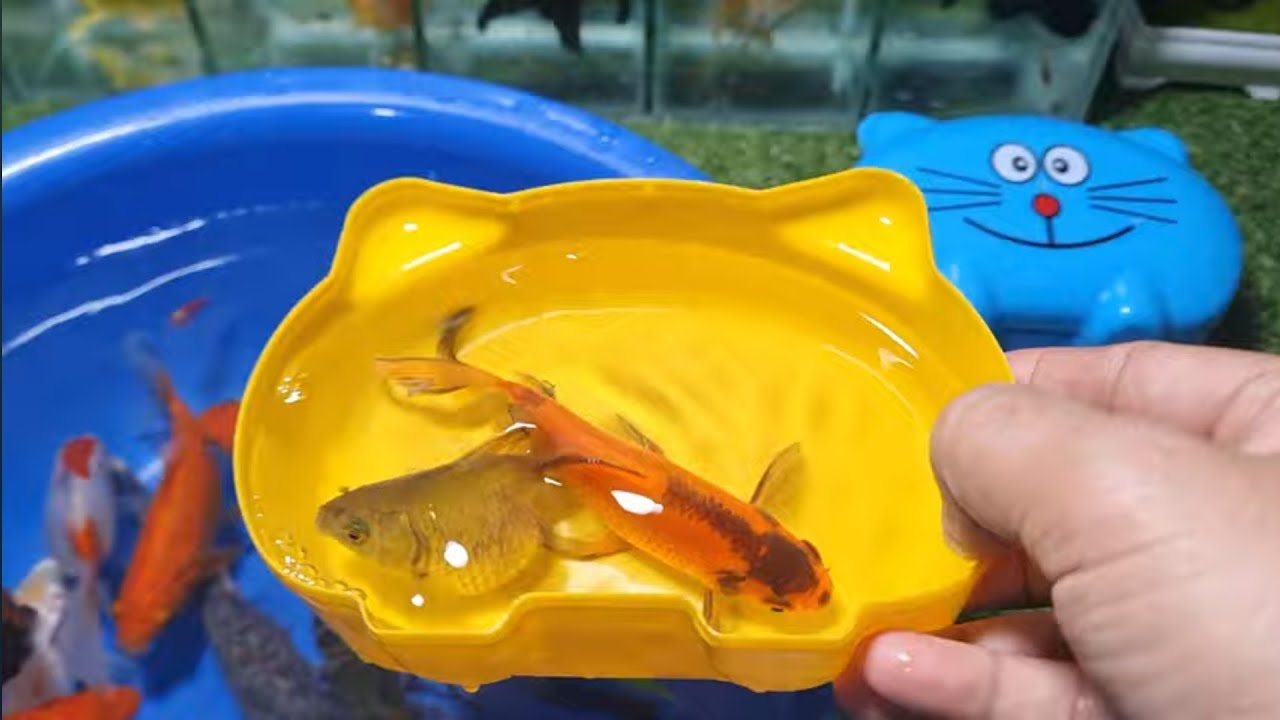 Tangkap Ikan Lele Dalam Kolam, Koi, Ikan Komet, Ikan Mas Koki, Kura-kura, Udang | Fish Show Ep 27