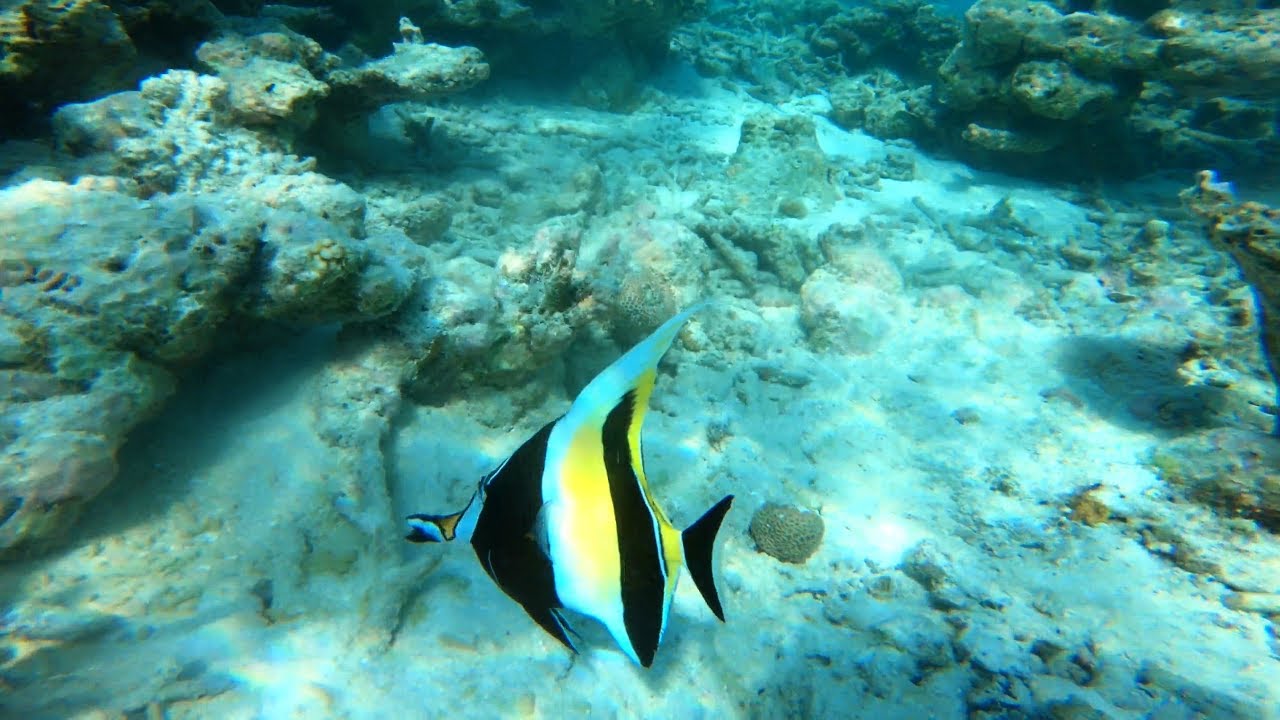 Maldives Embudu snorkeling 4K