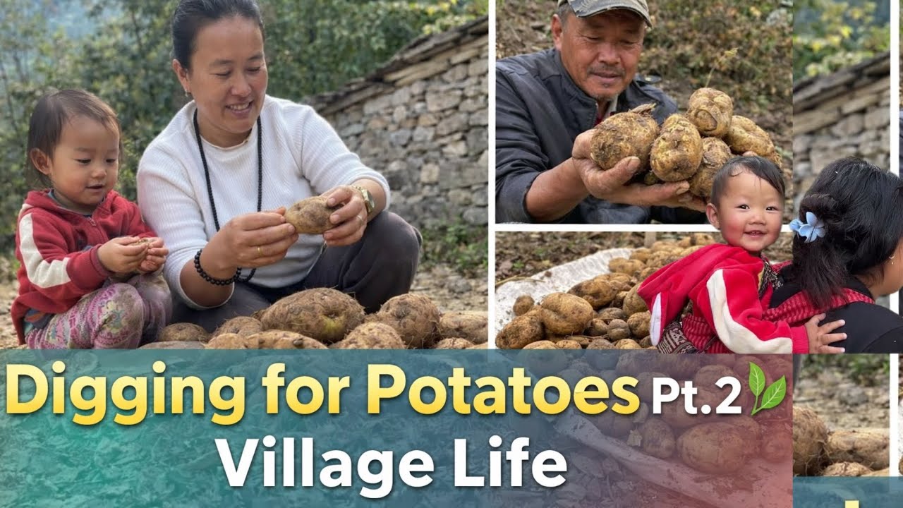 Part-2| Digging for Wild Potatoes| Village Life Vlog| Jungle Food Adventure #villagelife #wildlife 
