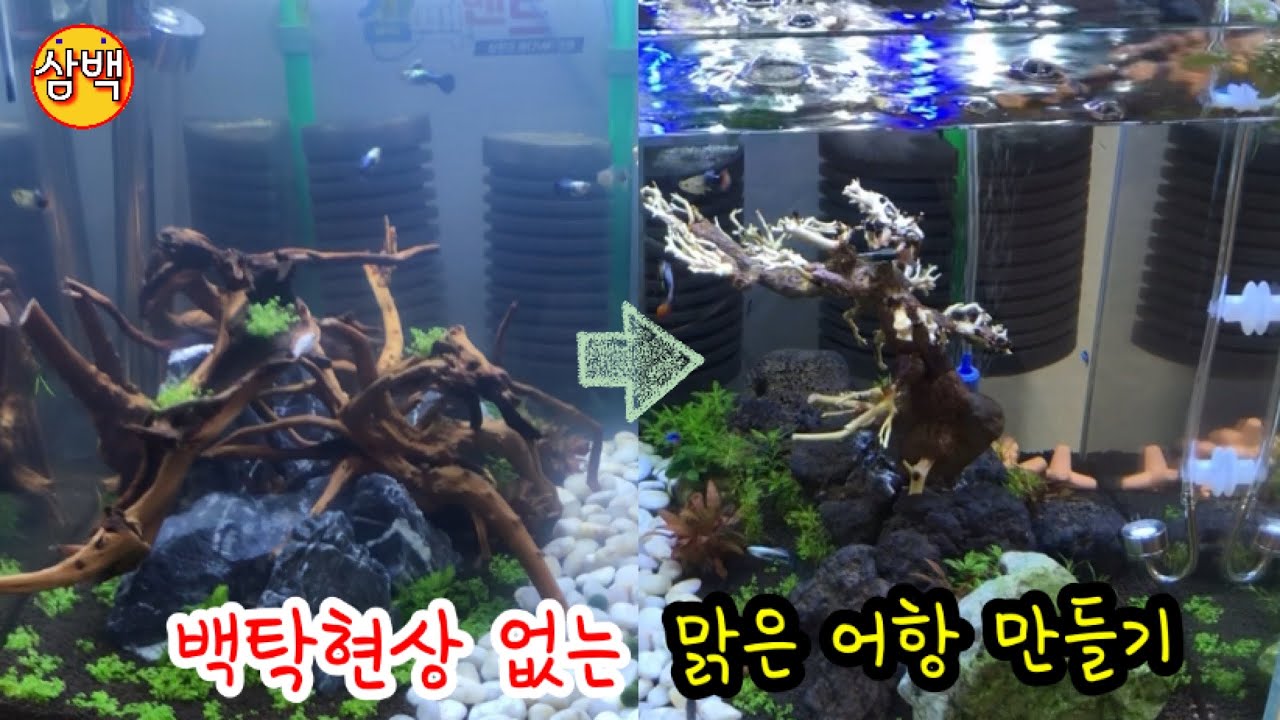 어항의 백탁현상이 사라지지 않는다면 당신의 ?? 습관을 점검 해보아야 합니다 :) 구피어항 수초어항 구피키우기