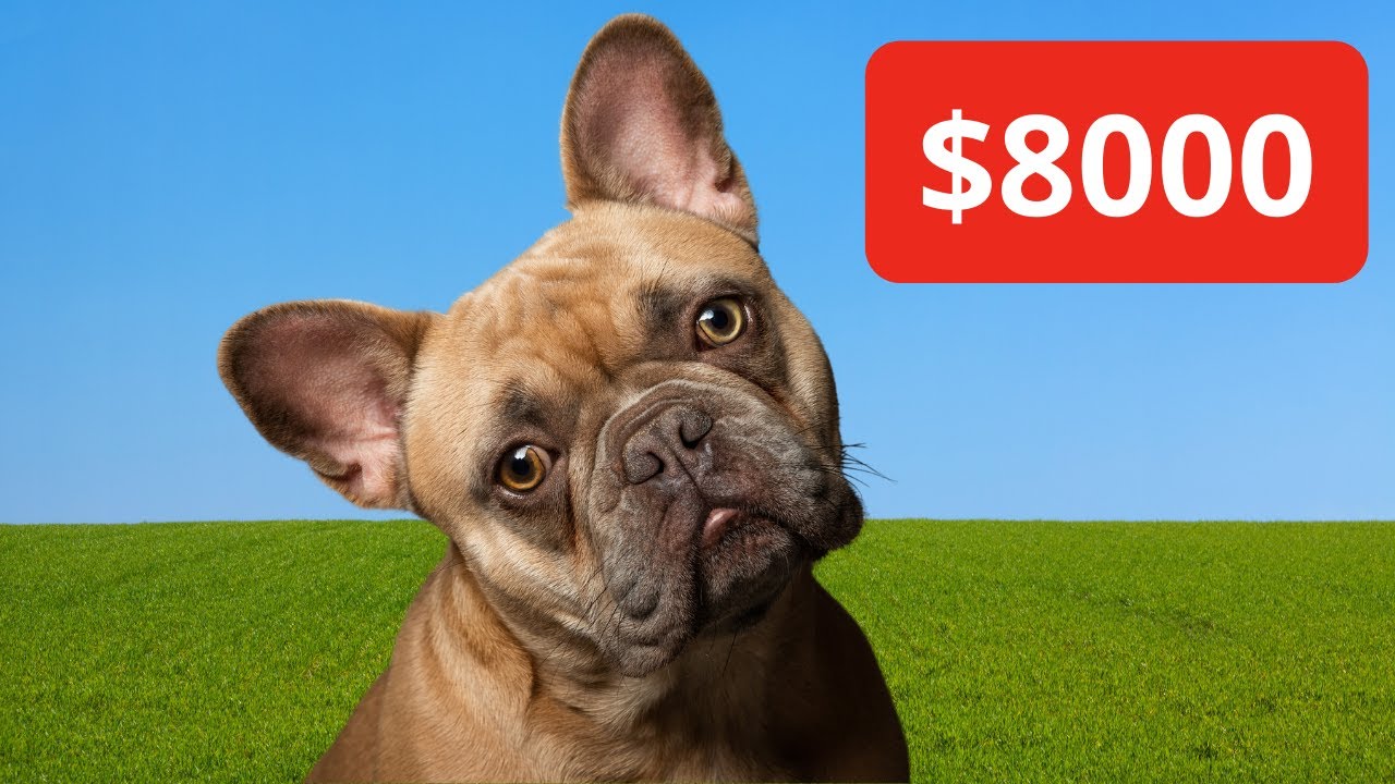 Why are French Bulldogs so expensive?