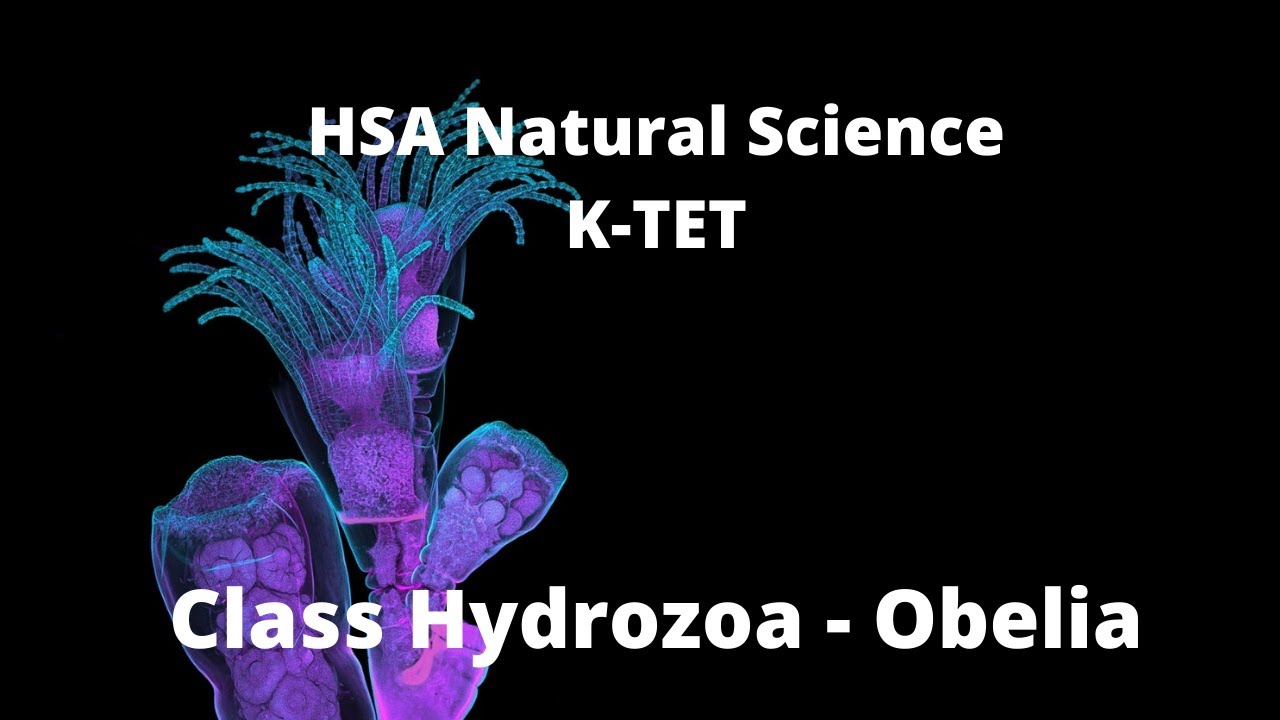 #NaturalScienceAcademy HSA Natural Science , K-TET, Class Hydrozoa   Obelia