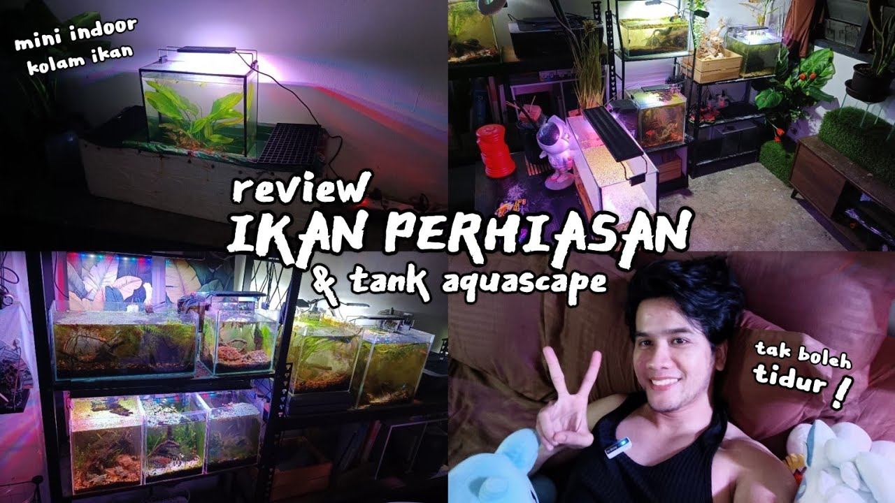 REVIEW SEMUA TANK IKAN PERHIASAN Gdin || Vlog SANTAI² SBB TAK BOLEH TIDUR ! 😭✨