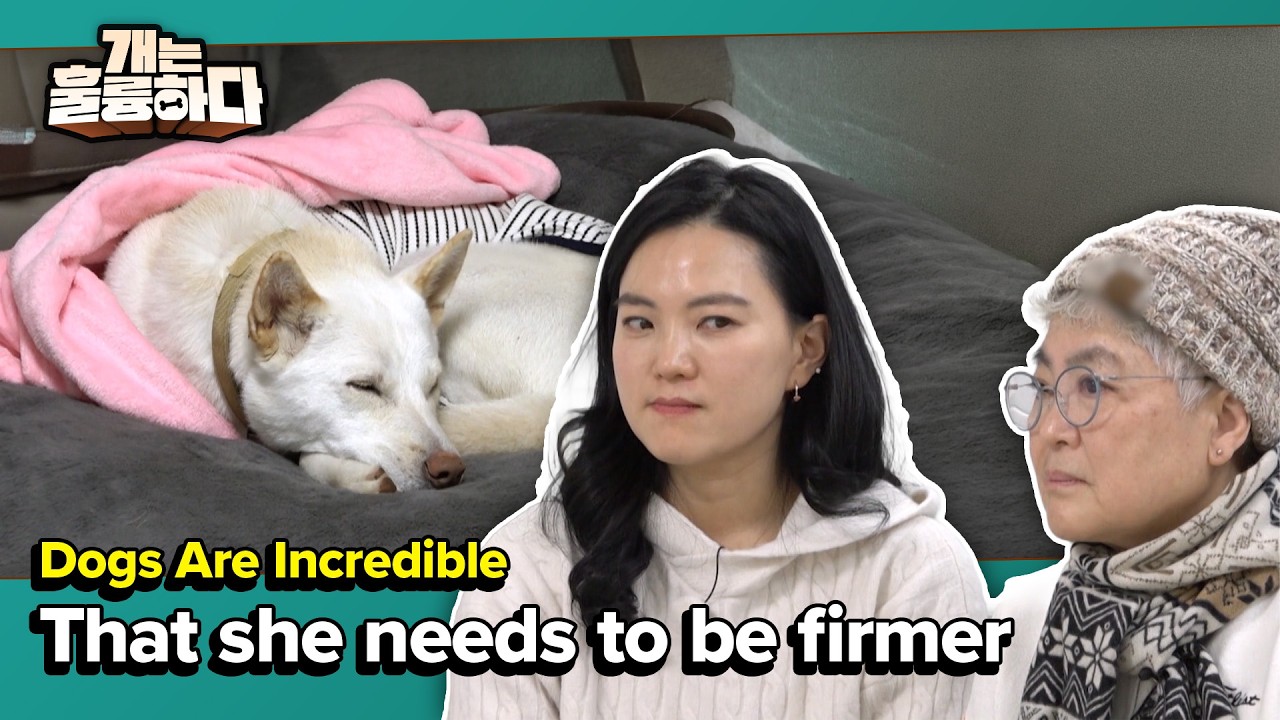 That she needs to be firmer🐶 [Dogs Are Incredible] | KBS WORLD TV 260224