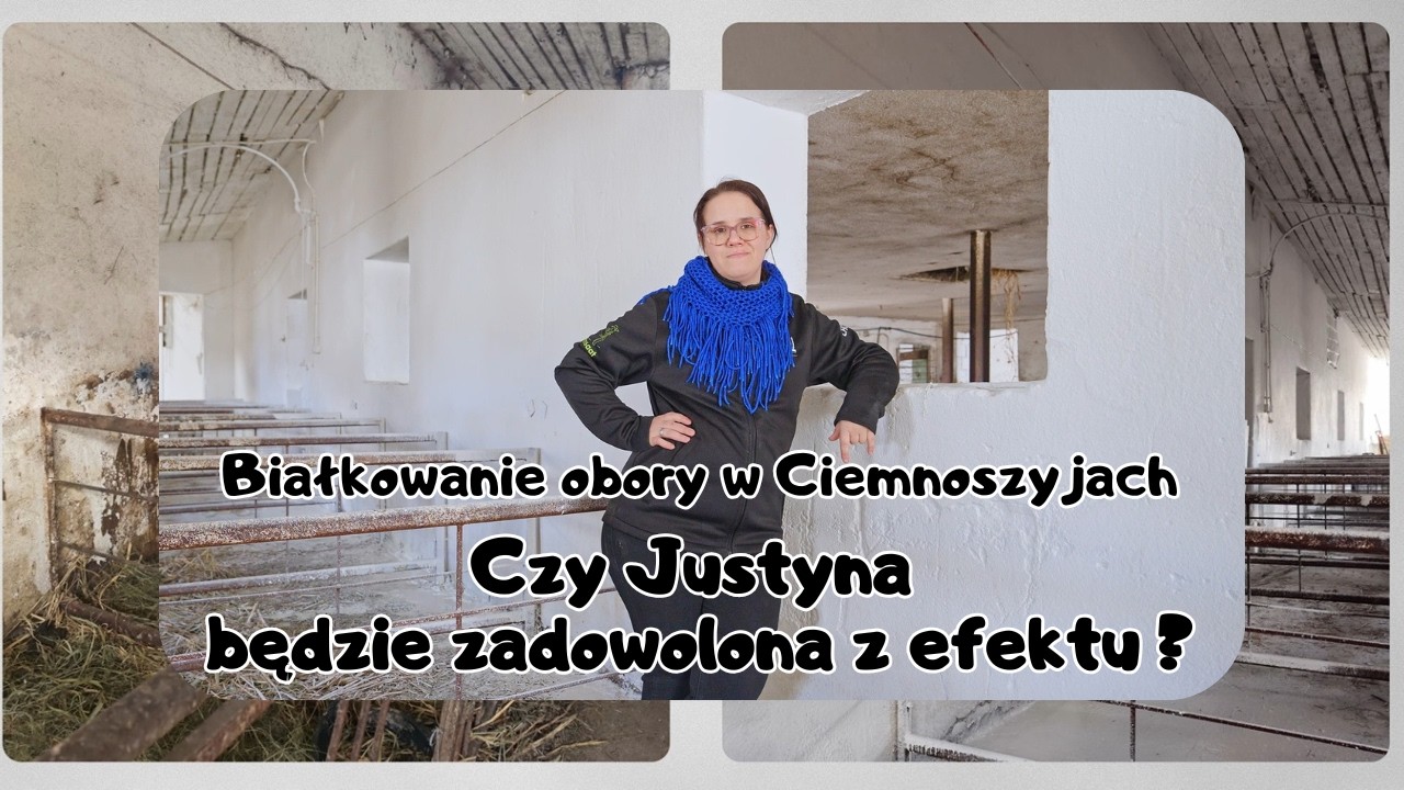 Wiosenne porządki u Justyny Białkowanie obory z Arkadiuszem Szumowskim Rolnicy z Podlasia Ciemnoszyj