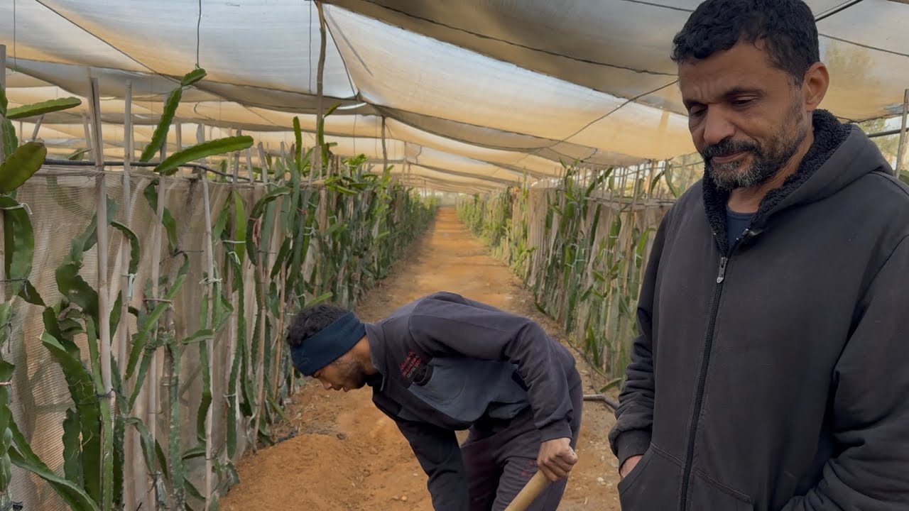 الحلقة ٣٠٢ طريقة التسميد النصف سنويه للزراعه المكثفه للدراجون DF fertilization 