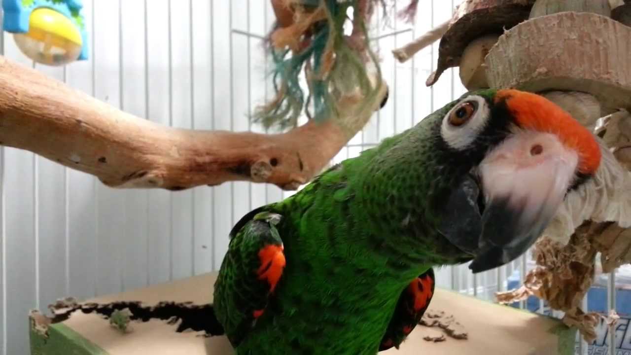 Lesser Jardine's Parrot - Hobbes Dancing